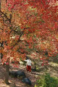 柳州 | 深秋的烏桕樹是白天裡綻放的煙火