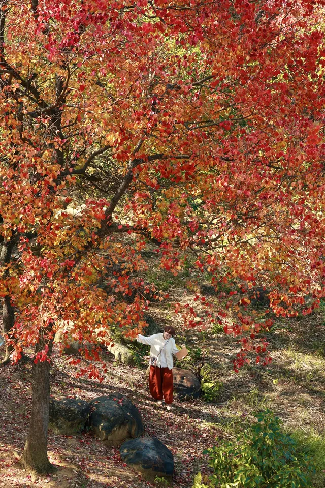 柳州 | 深秋的烏桕樹是白天裡綻放的煙火