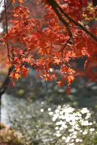 12.3蘇州賞秋實況