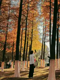 松雅湖落羽杉實況,拍照還是建議烈士公園