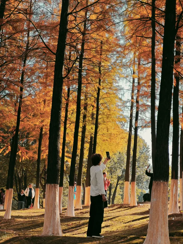 松雅湖落羽杉實況,拍照還是建議烈士公園 松雅湖落羽杉實況,拍照還是建議烈士公園