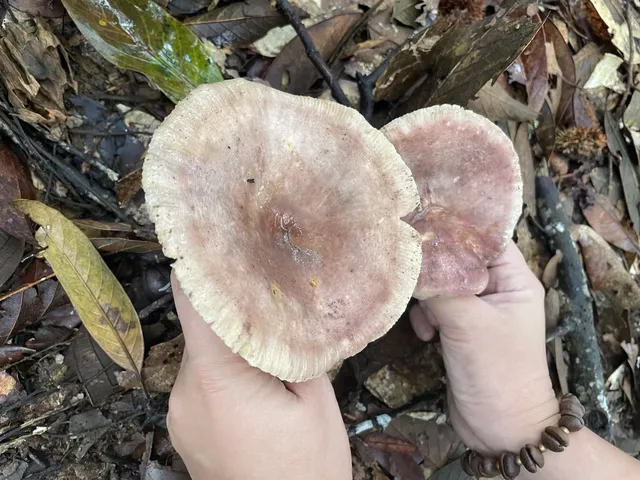 國慶昆明-普洱-景邁山自由行攻略