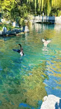 濟南五龍潭I live 這裡的泉水會“發光”