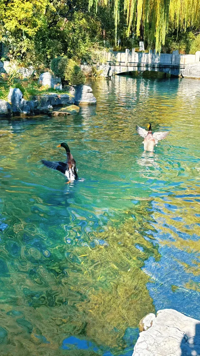 濟南五龍潭I live 這裡的泉水會“發光” 濟南五龍潭I live 這裡的泉水會“發光”