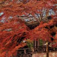 帶上這個以防萬一｜秋天的星星調色教程