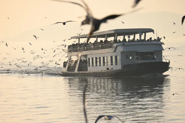 無錫｜鼋頭渚的海鷗從不失約