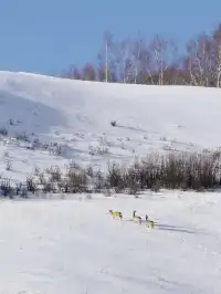 不是新疆去不起！烏蘭布統冬日秘境太香了~
