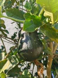 在南澳隱秘山谷裡,住進了她的花藝工作室