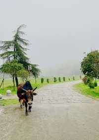 永修雲居山全攻略|禪宗祖庭與山水秘境,兩天一夜靜心之旅