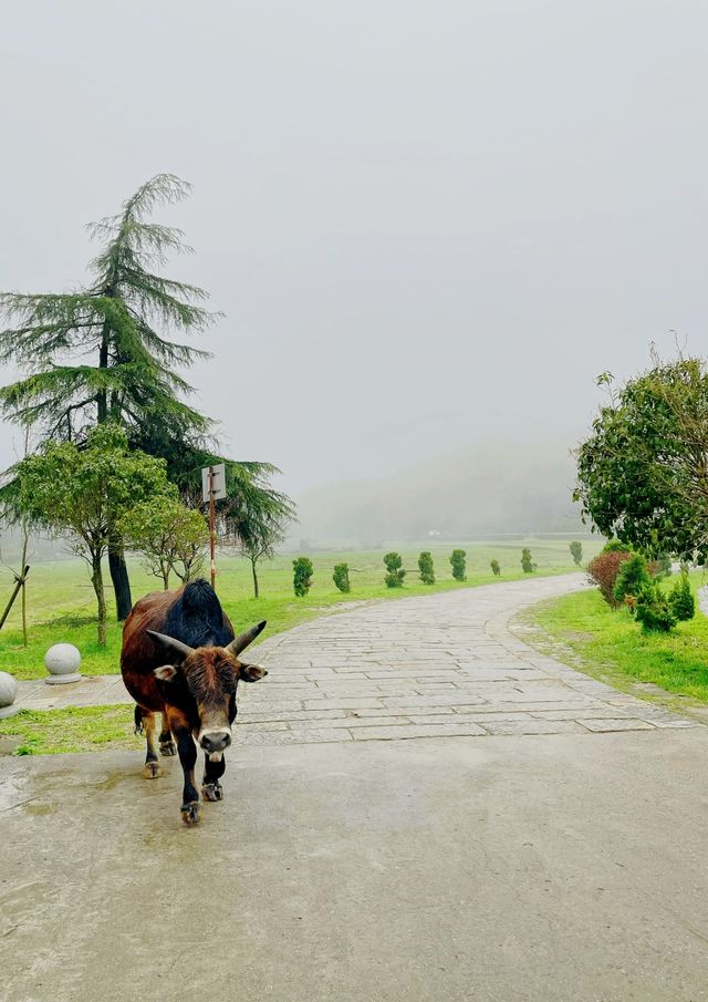 永修雲居山全攻略|禪宗祖庭與山水秘境,兩天一夜靜心之旅 永修雲居山全攻略|禪宗祖庭與山水秘境,兩天一夜靜心之旅
