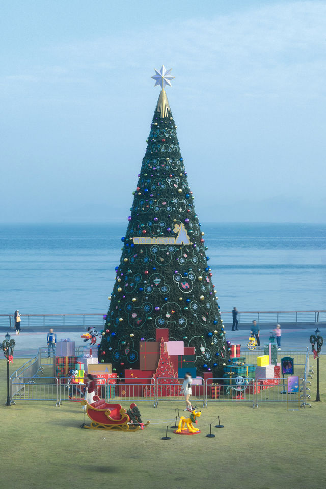 12.11拍|深圳紫花風鈴木開滿啦 12.11拍|深圳紫花風鈴木開滿啦
