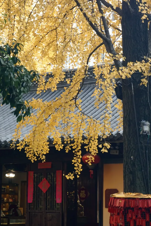 12.6 湖州秋景city walk路線 12.6 湖州秋景city walk路線