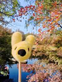 共青秋林愛晚|賞五彩繽紛的秋