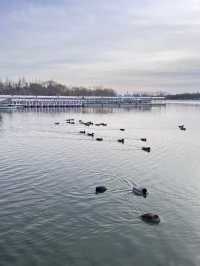 冬日限定雪景蘆葦打卡地