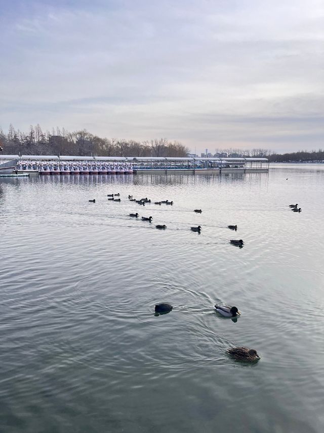 冬日限定雪景蘆葦打卡地