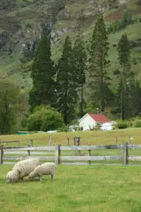 誰懂啊!在新西蘭坐上蒸汽船,像闖進童話世界