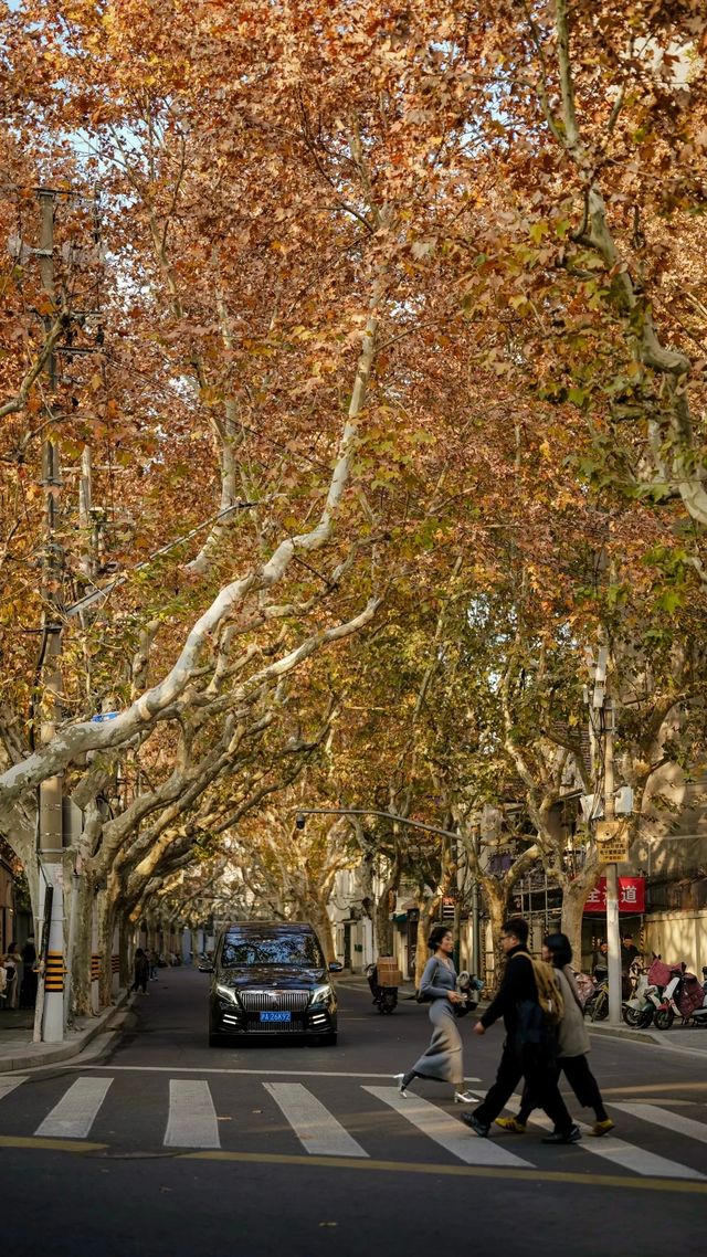 上海深秋Citywalk|梧桐葉裡的浪漫與聖誕的完美交融 上海深秋Citywalk|梧桐葉裡的浪漫與聖誕的完美交融