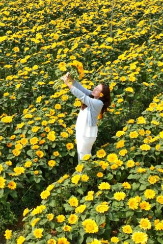 The sunflowers in Lianzhu Town, Mojiang County are in full bloom, with a golden sea of flowers welcoming the spring