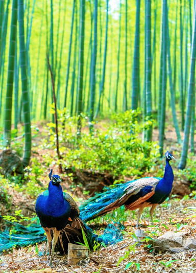 南山竹海(静湖竹筏·地轨) 参考图 6
