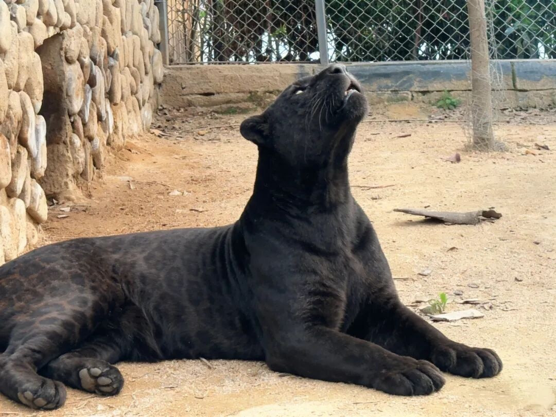 ⚠️南海の黒豹 Linquan Zoo debuts two black panthers, the kings of the night