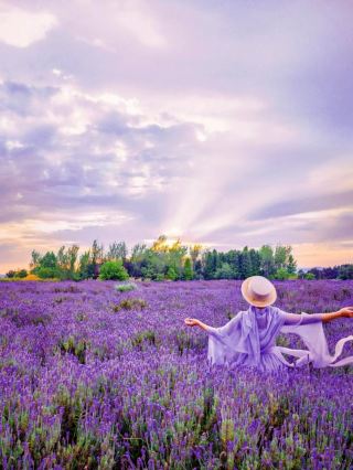 Kunming's Blue Jacarandas Are Going Crazy! April Purple Dream Nanny-Level Guide with Fairy Tale Hotels