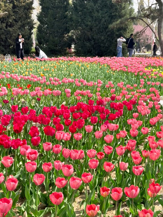 Baoding March-April Spring Outing Guide｜Two Hidden Gems for a Spring Date