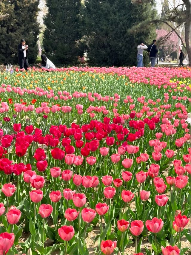 保定3-4月春遊攻略｜兩大寶藏地，赴一場春日之約