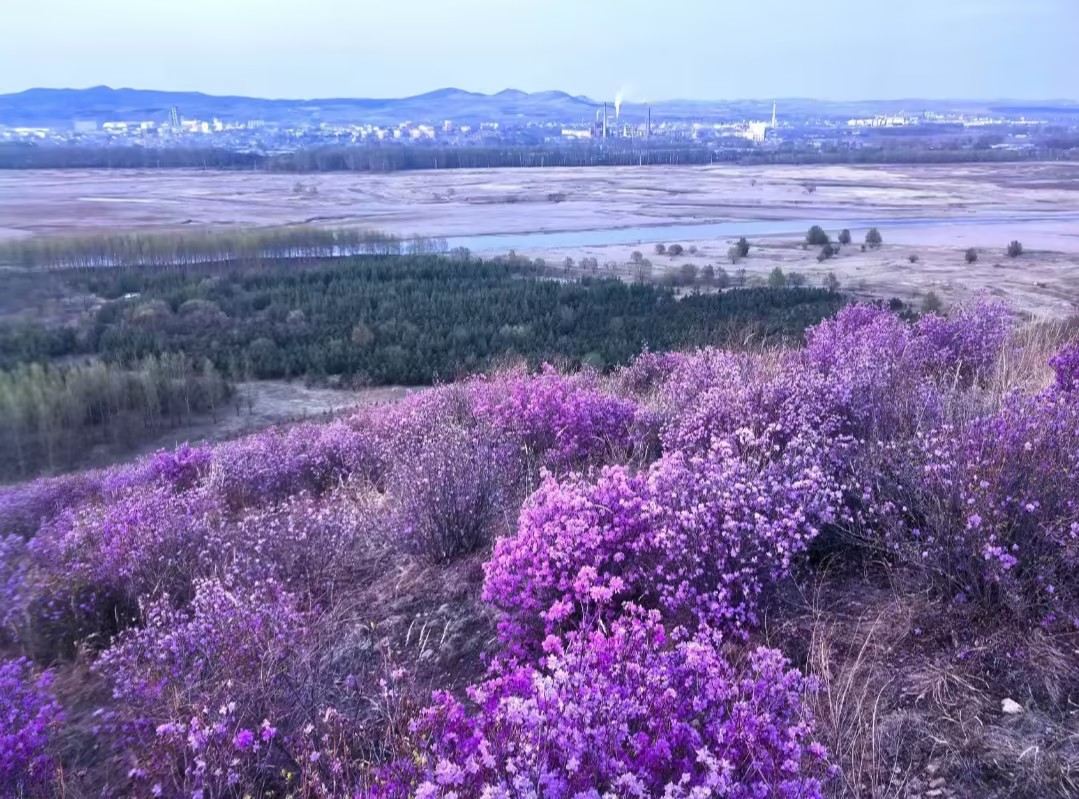 杜鵑花節攻略：闖入北疆的春日「雪火」秘境｜Trip.com 扎蘭屯