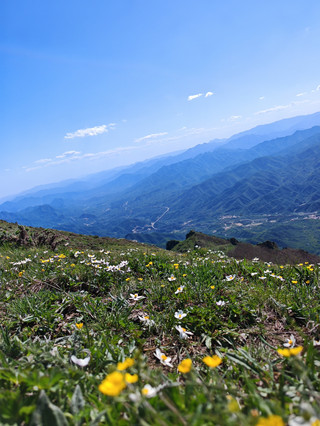 山野尋花 | 漫坡驚喜，東靈山的二階花事