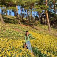 곧 시작되는 수선화 축제🌼
