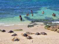 【ハワイ・マウイ島】ホヌ祭り！？🐢🐢