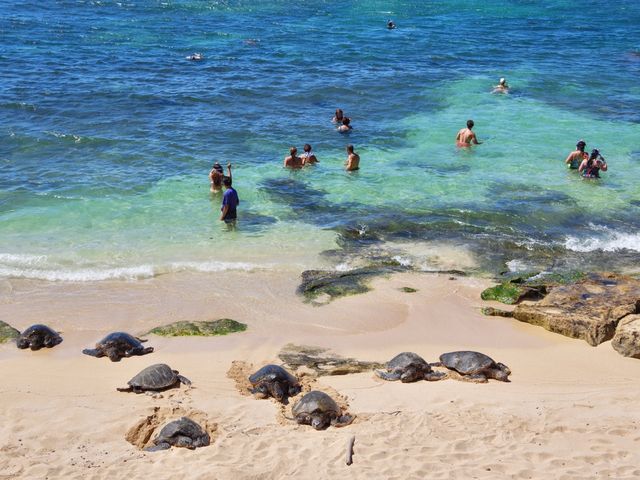 【ハワイ・マウイ島】ホヌ祭り！？🐢🐢