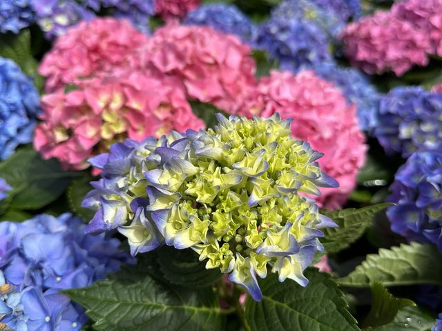 本地遊 | 坐港鐵遊香港 | 青衣站 | 兩個繡球花打卡熱點