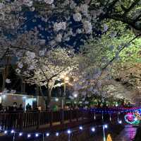 夜櫻推介去余佐川櫻花徑🌸 