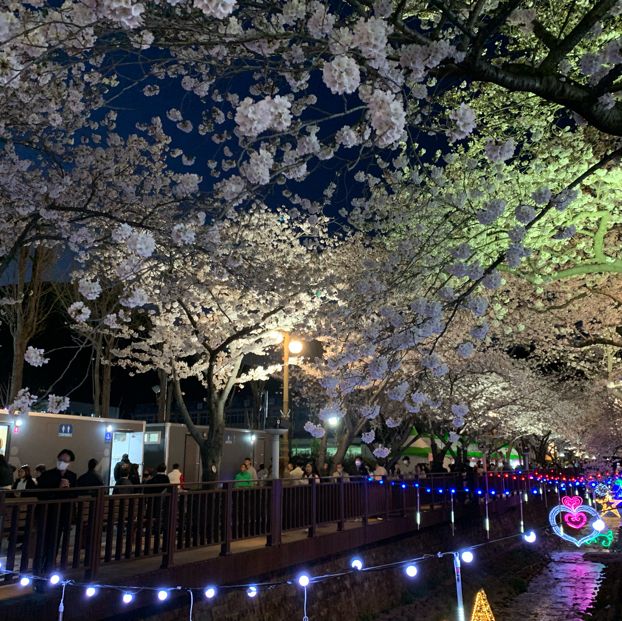 夜櫻推介去余佐川櫻花徑🌸 