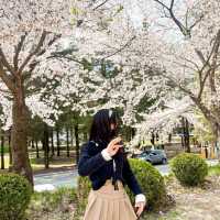 사람보다 벚꽃이 더 많은 공주 벚꽃 스팟모음🌸