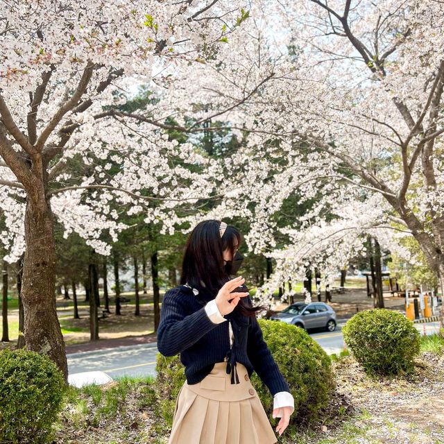 사람보다 벚꽃이 더 많은 공주 벚꽃 스팟모음🌸