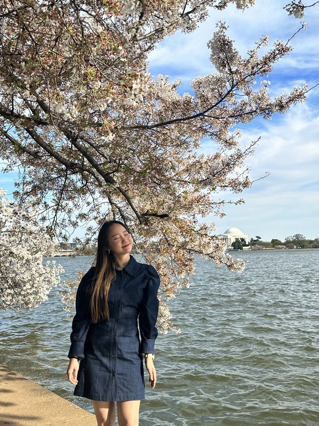 미국에도 벚꽃 있다! 워싱턴 타이들 베이슨🌸