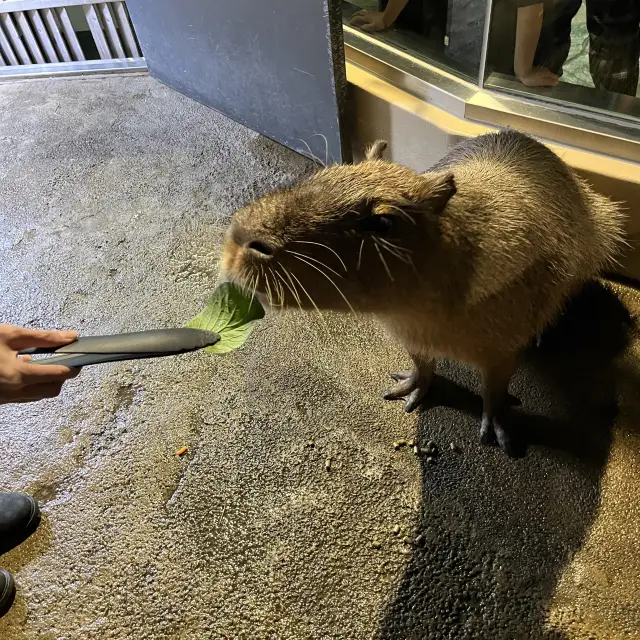 品川水族館餵食水豚！