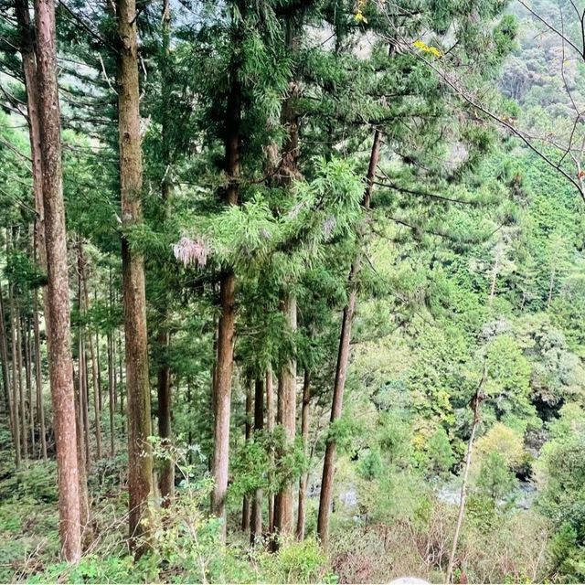 【高知県/吾川郡】にこ淵