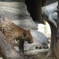 與動物園並設的「福岡市植物園」