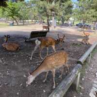名勝「奈良公園」観光客で賑わい鹿は元気でした