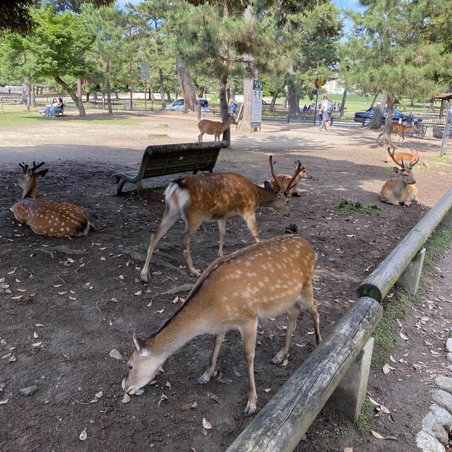 名勝「奈良公園」観光客で賑わい鹿は元気でした