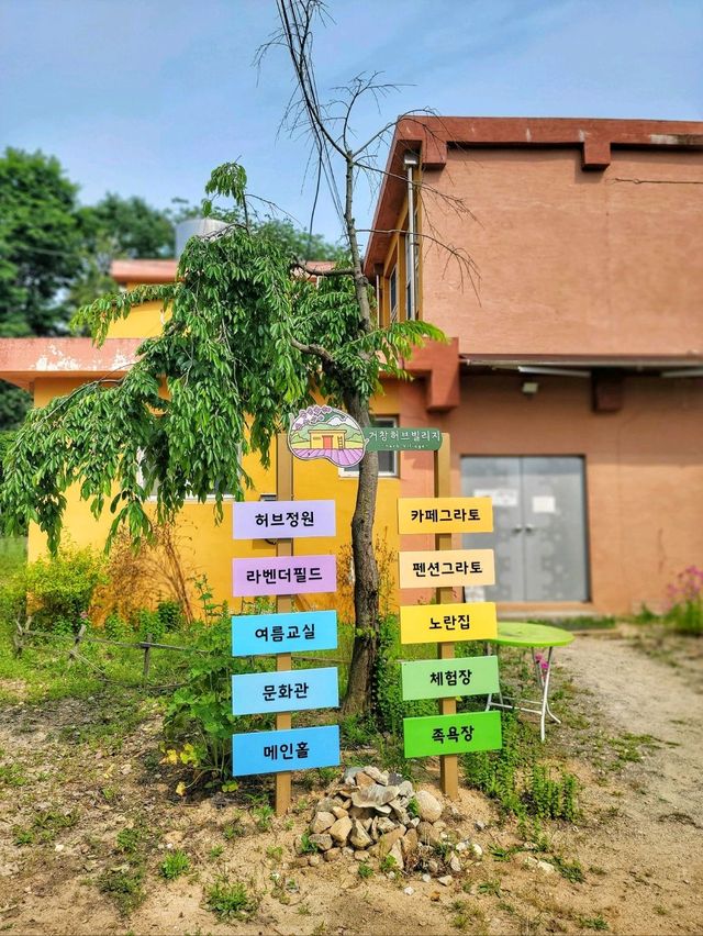 이제 곧 만개할 경남권 라벤더, 거창허브빌리지🪻💜