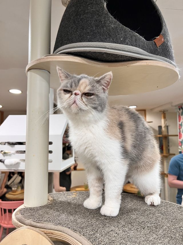 〖 韓国・明洞〗明洞の猫カフェが復活‼︎🐈　時間無制限でゆっくり過ごせます🙌🏻