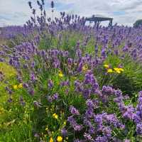 INCREDIBLE PURPLE PARADISE IN LONDON!