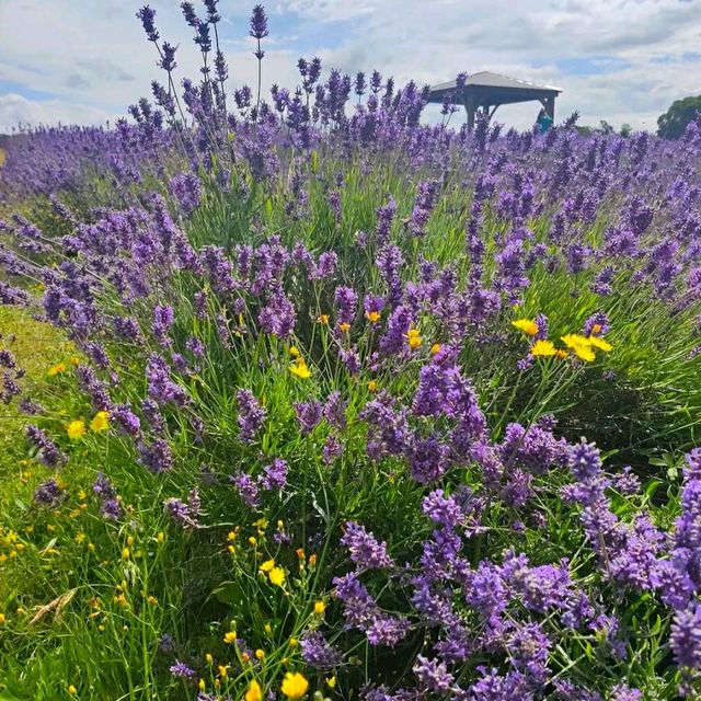 INCREDIBLE PURPLE PARADISE IN LONDON!