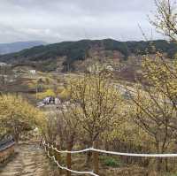 노란 산수유로 가득한, 구례 산수유 마을