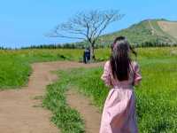 넓은 들판에 덩그러니, 새별오름 나홀로나무