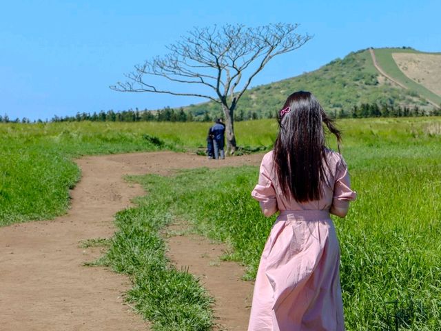 넓은 들판에 덩그러니, 새별오름 나홀로나무